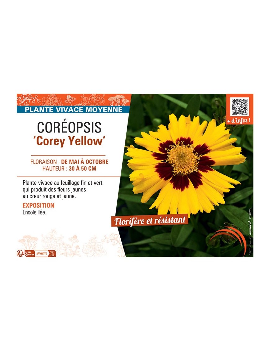 COREOPSIS COREY YELLOW