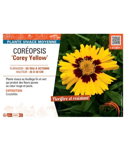 COREOPSIS COREY YELLOW