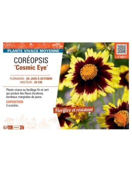 COREOPSIS COSMIC EYE