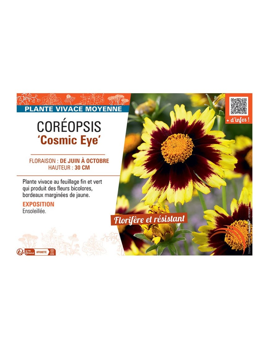 COREOPSIS COSMIC EYE