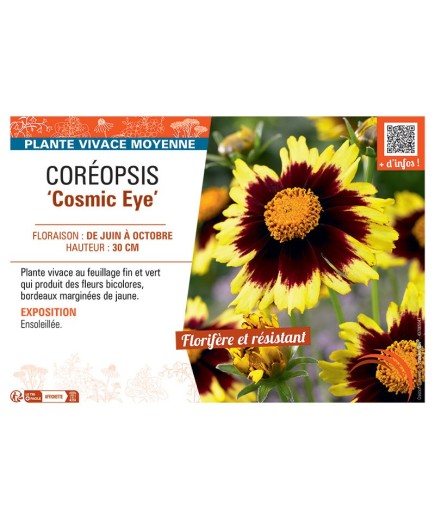 COREOPSIS COSMIC EYE