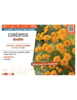 COREOPSIS DOUBLE (jaune d'or)