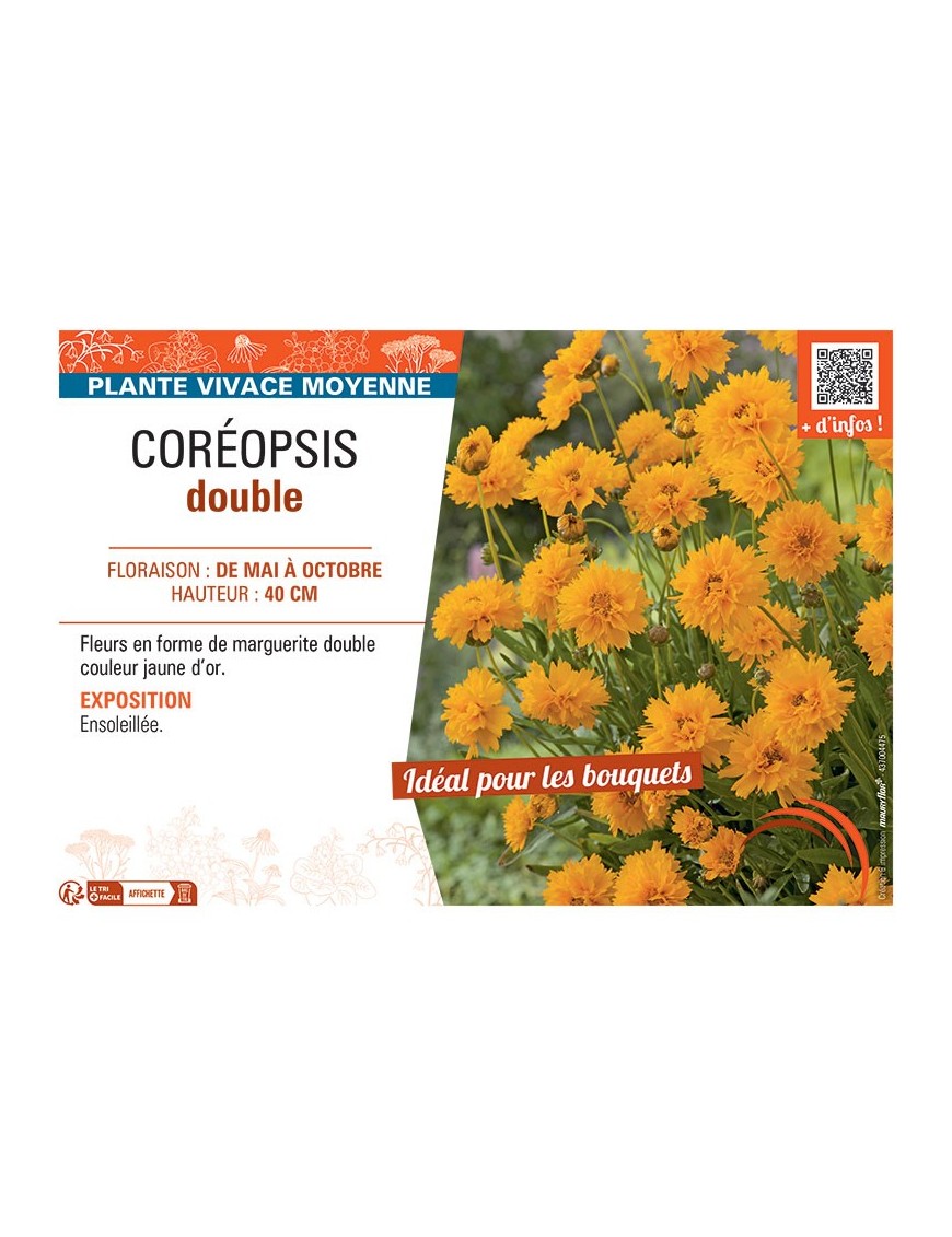 COREOPSIS DOUBLE (jaune d'or)