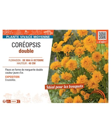 COREOPSIS DOUBLE (jaune d'or)