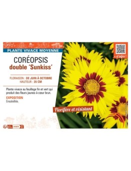 COREOPSIS DOUBLE SUNKISS