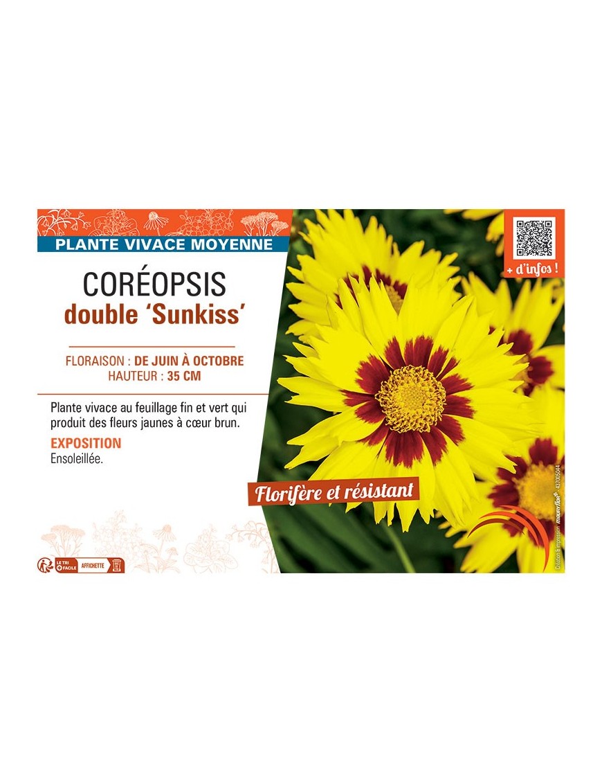 COREOPSIS DOUBLE SUNKISS