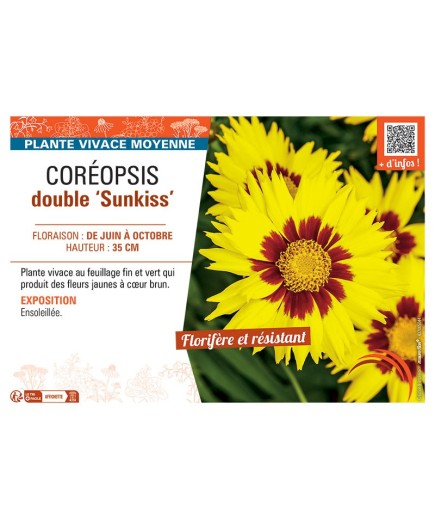 COREOPSIS DOUBLE SUNKISS