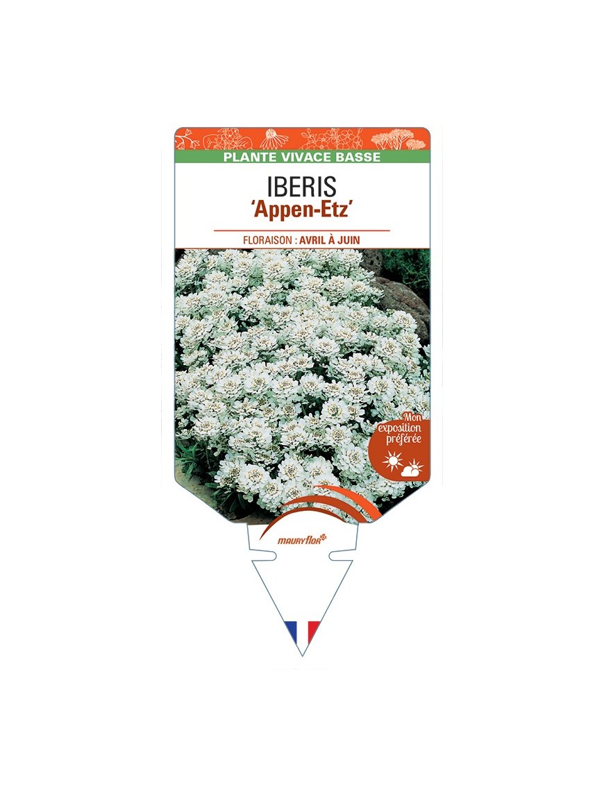 IBERIS (sempervirens) Appen-Etz