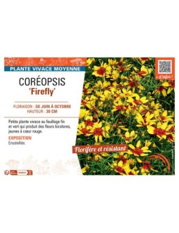 COREOPSIS FIREFLY
