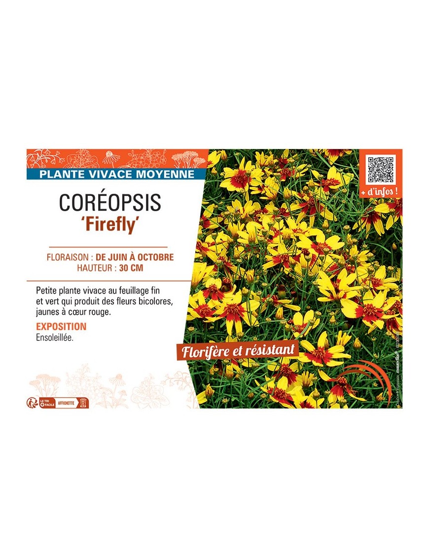 COREOPSIS FIREFLY