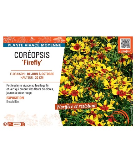COREOPSIS FIREFLY