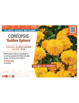 COREOPSIS GOLDEN SPHERE