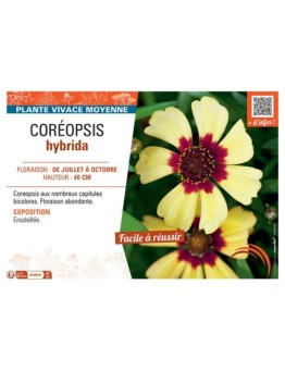 COREOPSIS HYBRIDA (bicolore)