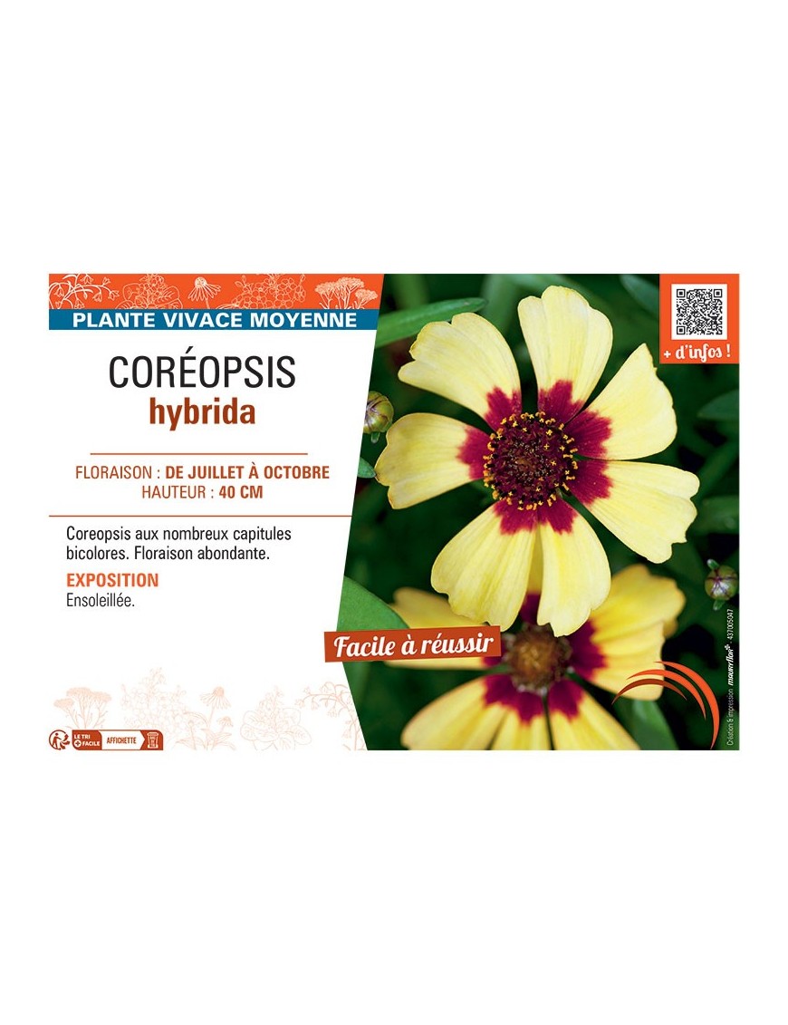 COREOPSIS HYBRIDA (bicolore)