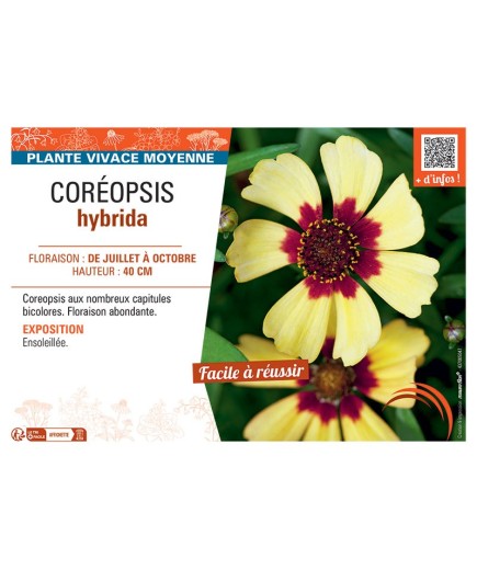 COREOPSIS HYBRIDA (bicolore)