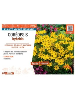 COREOPSIS HYBRIDA (jaune)