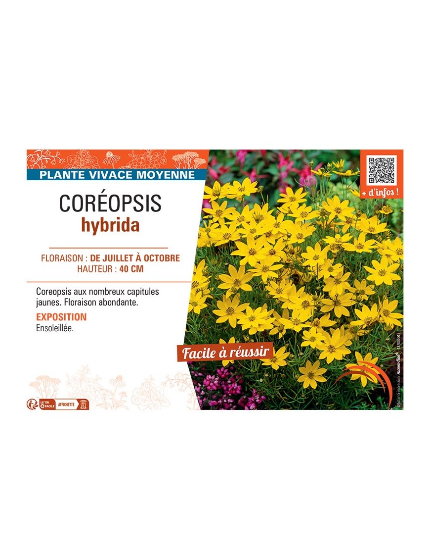 COREOPSIS HYBRIDA (jaune)