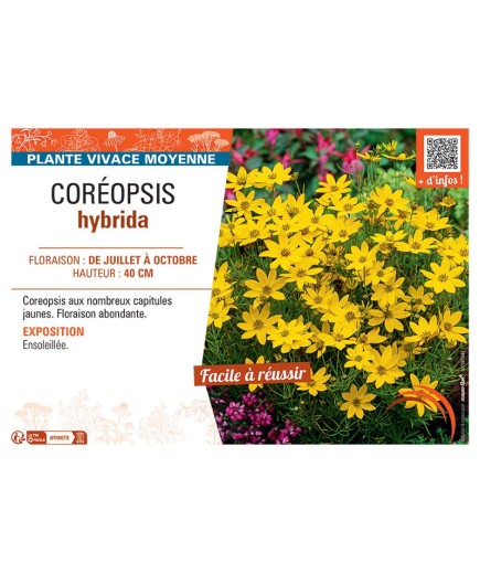 COREOPSIS HYBRIDA (jaune)