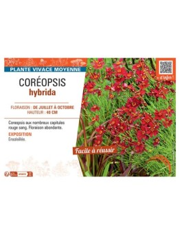 COREOPSIS HYBRIDA (rouge)