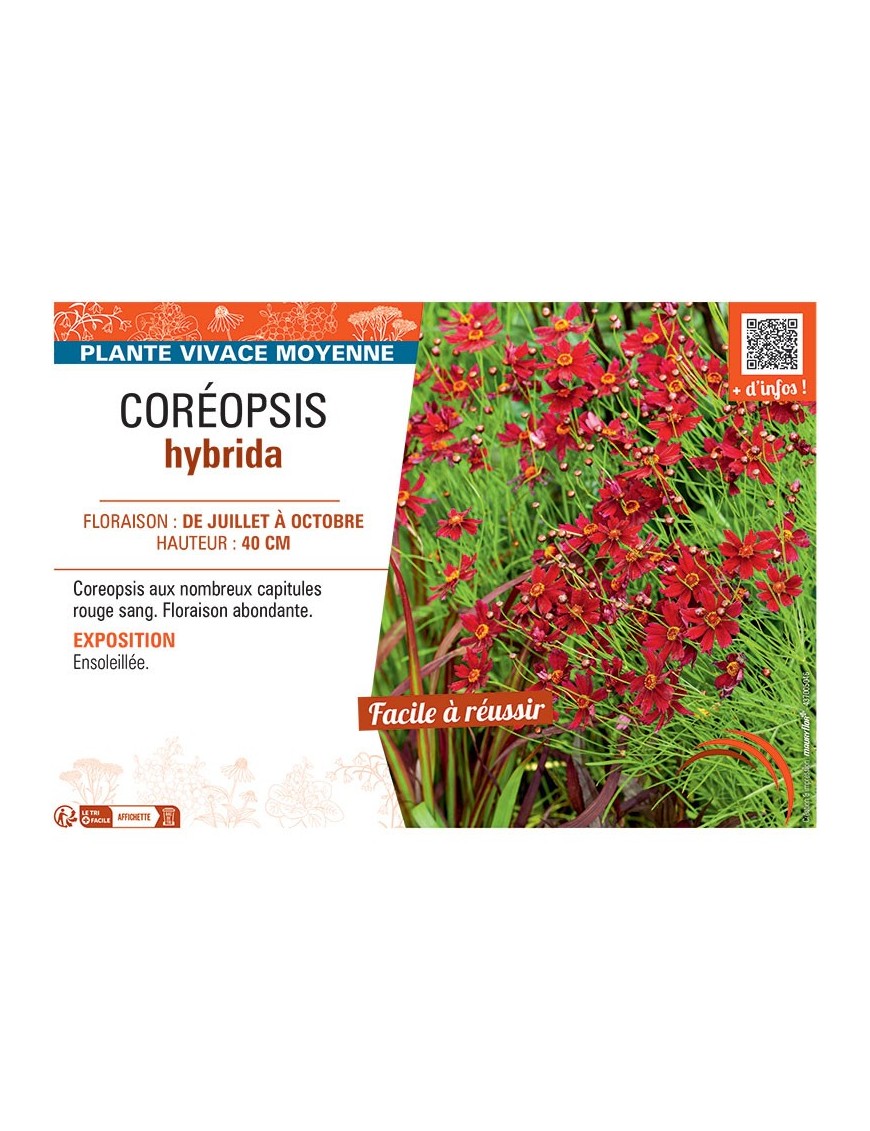 COREOPSIS HYBRIDA (rouge)