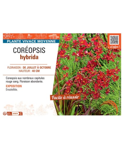 COREOPSIS HYBRIDA (rouge)
