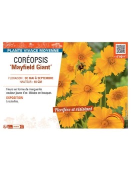 COREOPSIS MAYFIELD GIANT
