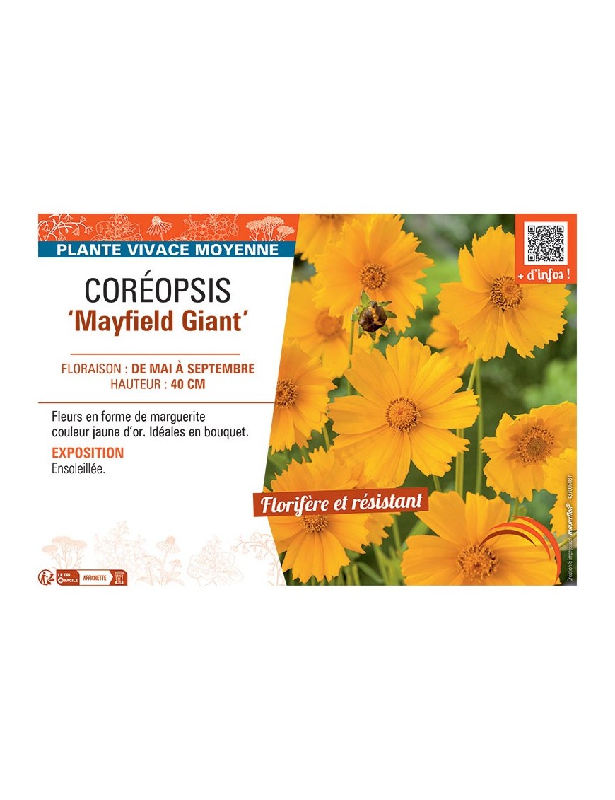 COREOPSIS MAYFIELD GIANT