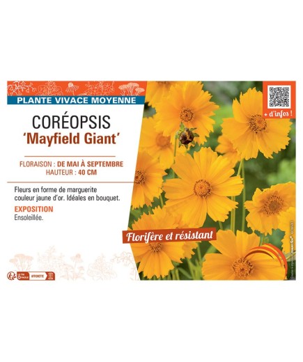 COREOPSIS MAYFIELD GIANT