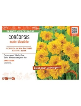 COREOPSIS NAIN DOUBLE (jaune d'or)