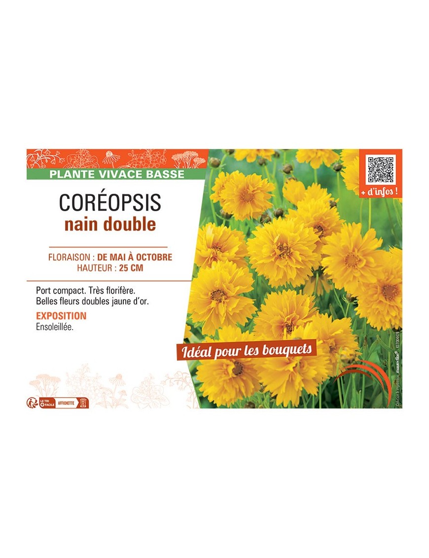 COREOPSIS NAIN DOUBLE (jaune d'or)