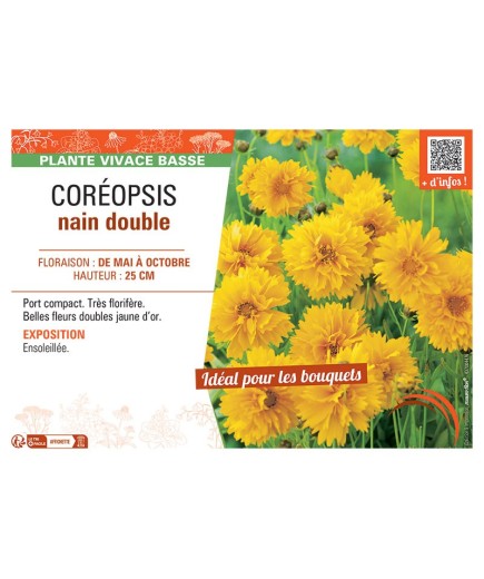 COREOPSIS NAIN DOUBLE (jaune d'or)