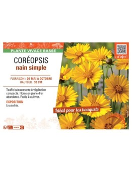 COREOPSIS NAIN SIMPLE (jaune d'or)