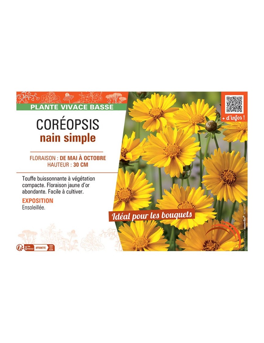COREOPSIS NAIN SIMPLE (jaune d'or)