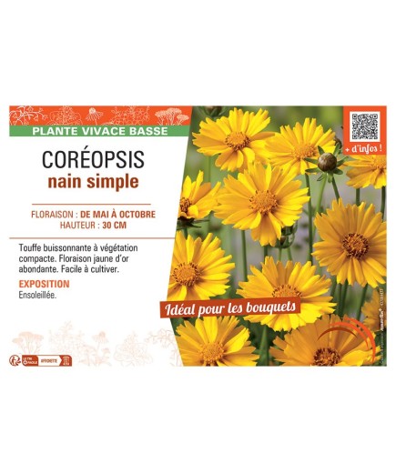 COREOPSIS NAIN SIMPLE (jaune d'or)