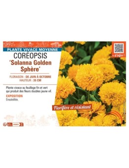 COREOPSIS SOLANNA GOLDEN SPHERE