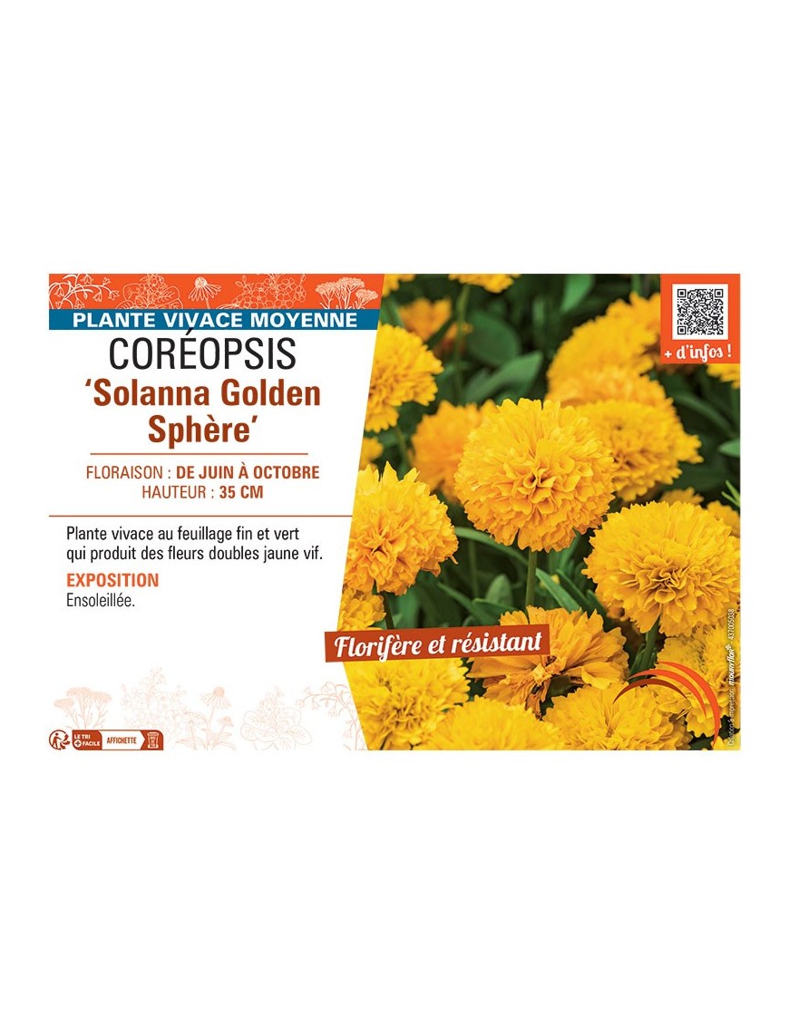 COREOPSIS SOLANNA GOLDEN SPHERE