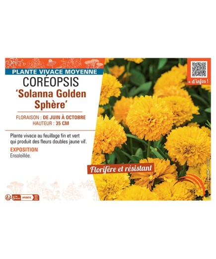 COREOPSIS SOLANNA GOLDEN SPHERE