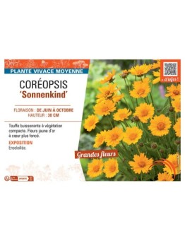 COREOPSIS SONNENKIND
