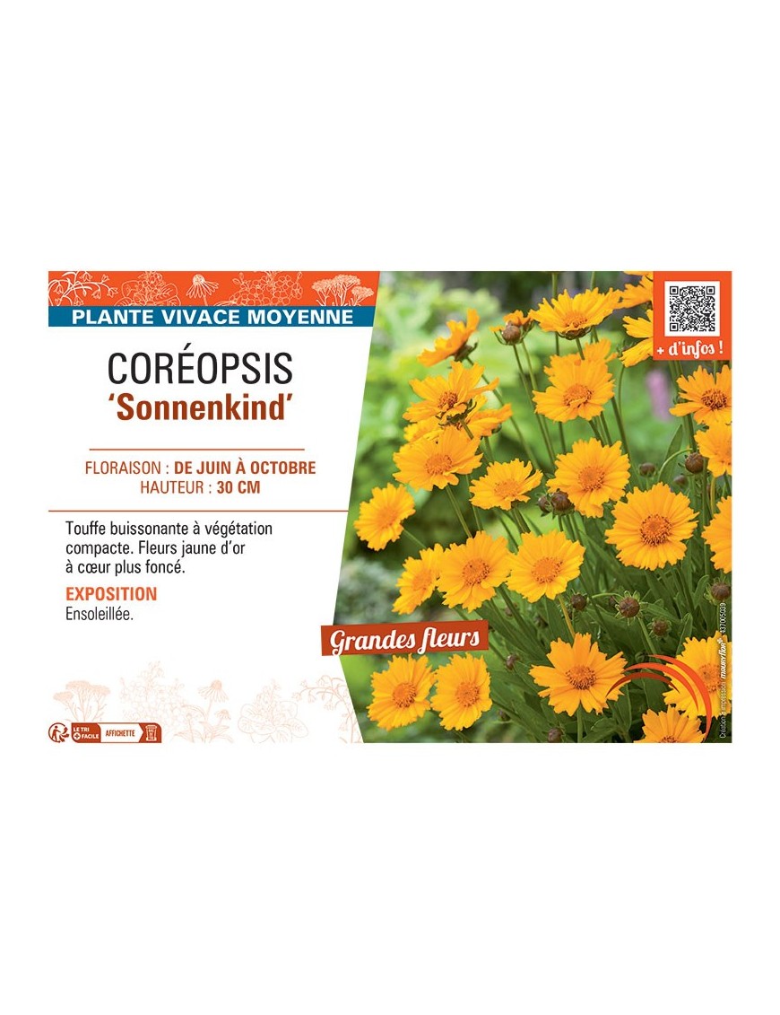COREOPSIS SONNENKIND