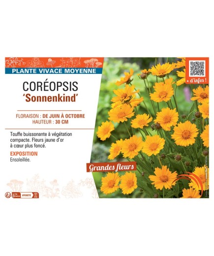 COREOPSIS SONNENKIND