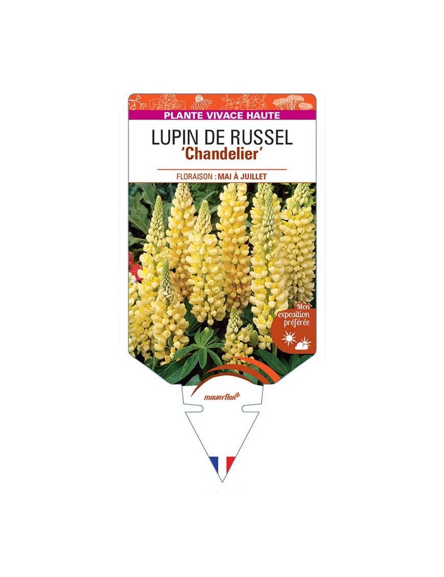 LUPINUS 'Chandelier' voir LUPIN DE RUSSEL (jaune) *