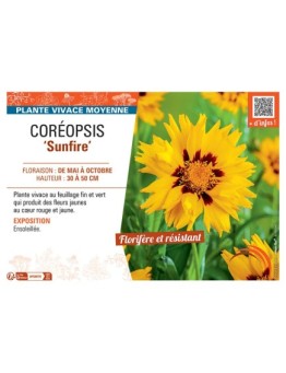 COREOPSIS SUNFIRE