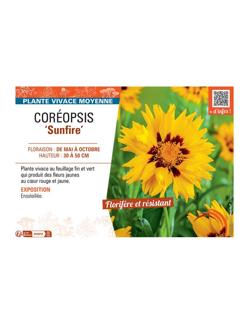 COREOPSIS SUNFIRE
