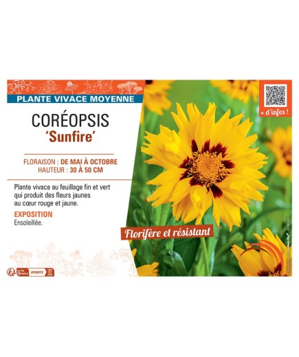 COREOPSIS SUNFIRE