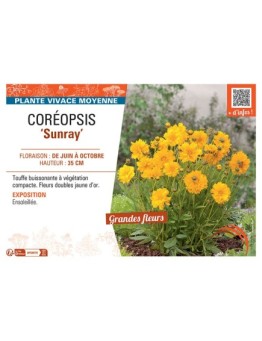 COREOPSIS SUNRAY