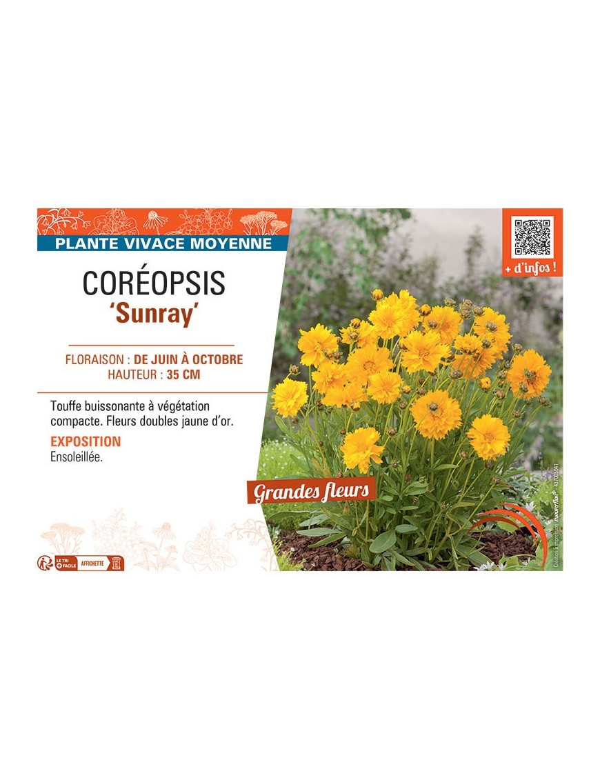COREOPSIS SUNRAY