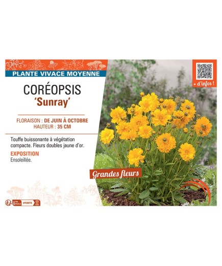 COREOPSIS SUNRAY