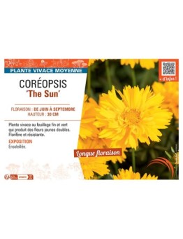 COREOPSIS THE SUN