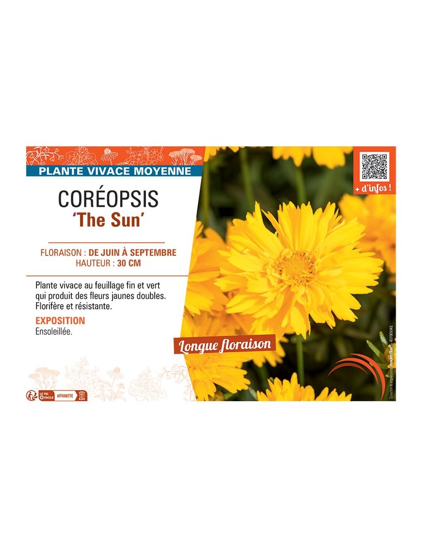 COREOPSIS THE SUN