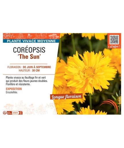 COREOPSIS THE SUN